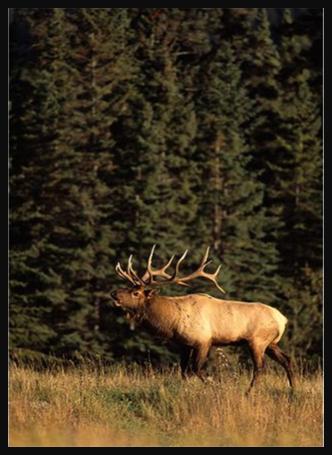 Elk 2
